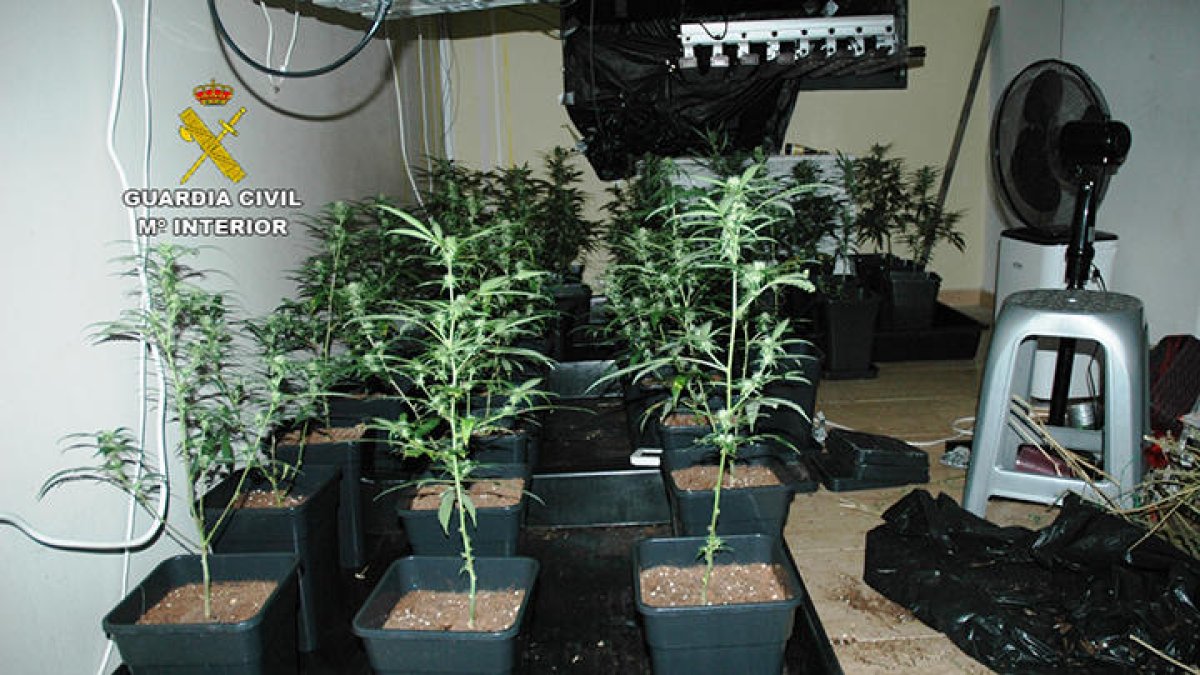 Los agentes encontraron una plantación ‘indoor’ de marihuana. 