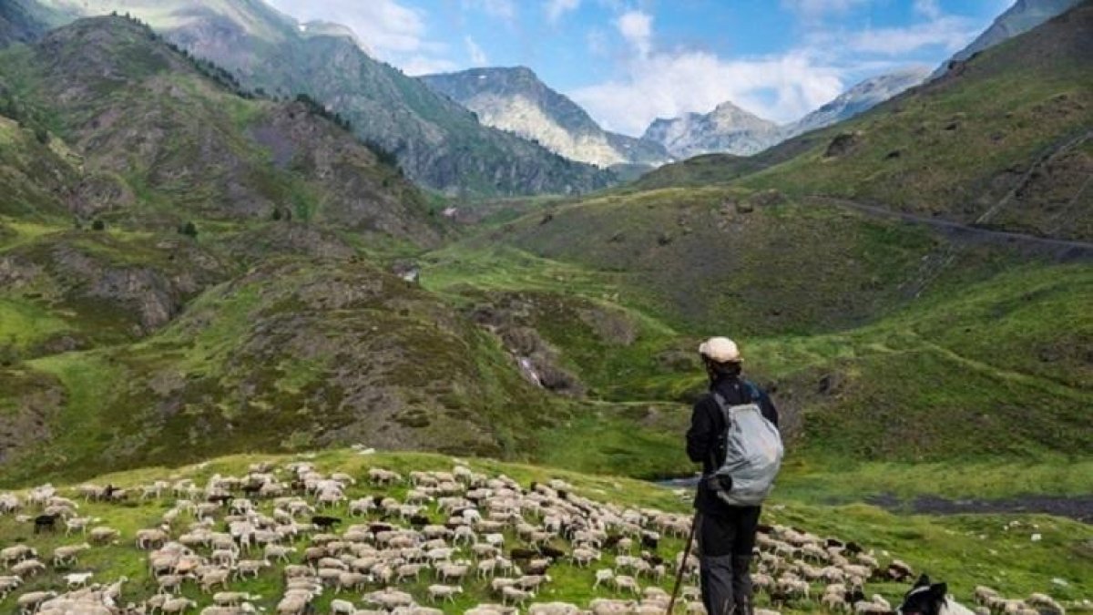 Un pastor con un rebaño de ovejas.