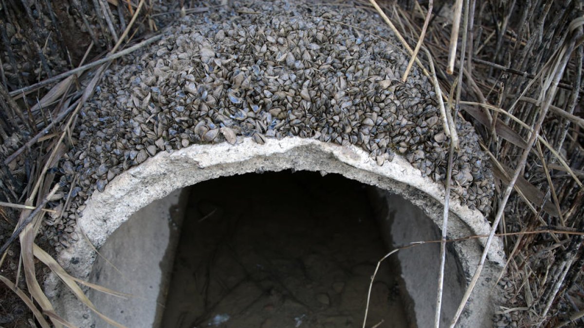 Los mejillones cebra obturan tuberías de riego y deben ser retirados para evitar más afectación. 