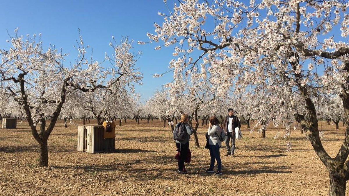 Imatge d’alguns dels turistes que van visitar ahir un dels camps d’ametllers florits d’Arbeca.