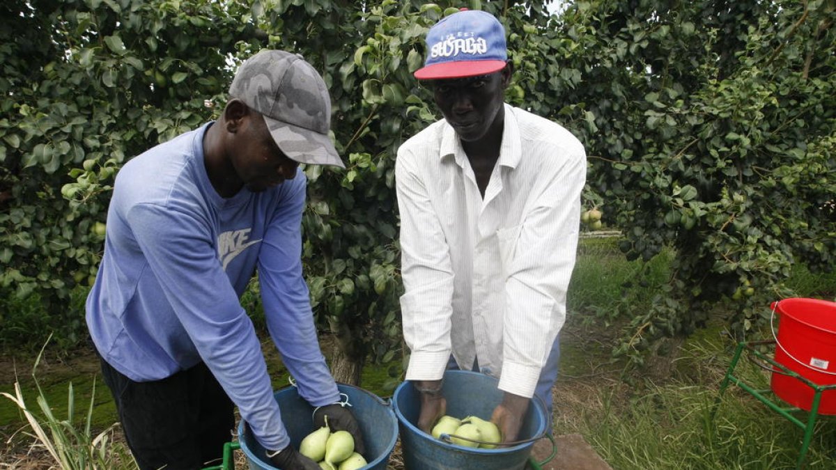 Dos trabajadores extranjeros en la campaña de la fruta de Lleida, en una imagen de archivo.