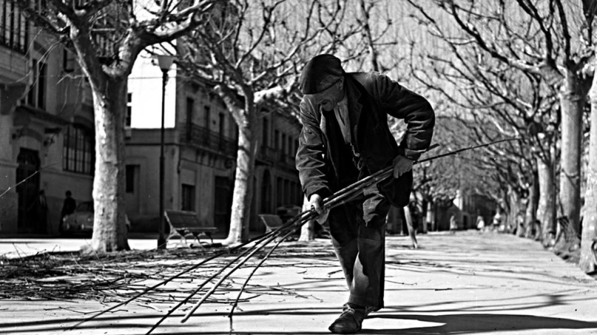 Recollint branques de la poda dels arbres del passeig Brudieu de la Seu, a començaments dels anys 60.