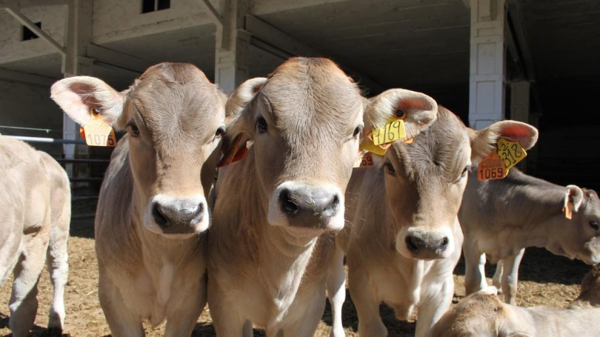 El vacuno de carne se enfrenta a su peor crisis de resultados en las últimas dos décadas.