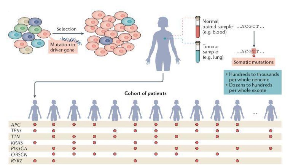 Identifican 568 nada con potencial por producir cáncer