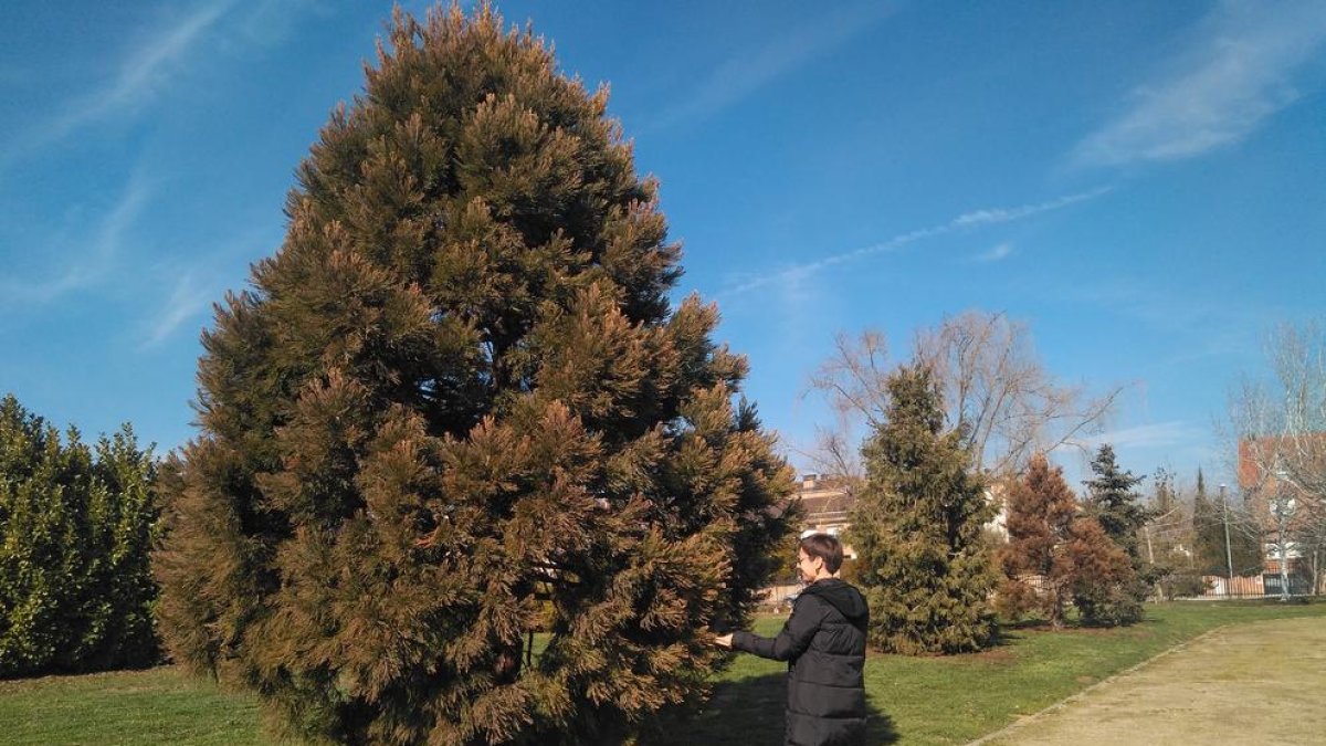 Un altre dels arbres que tenen padrí.