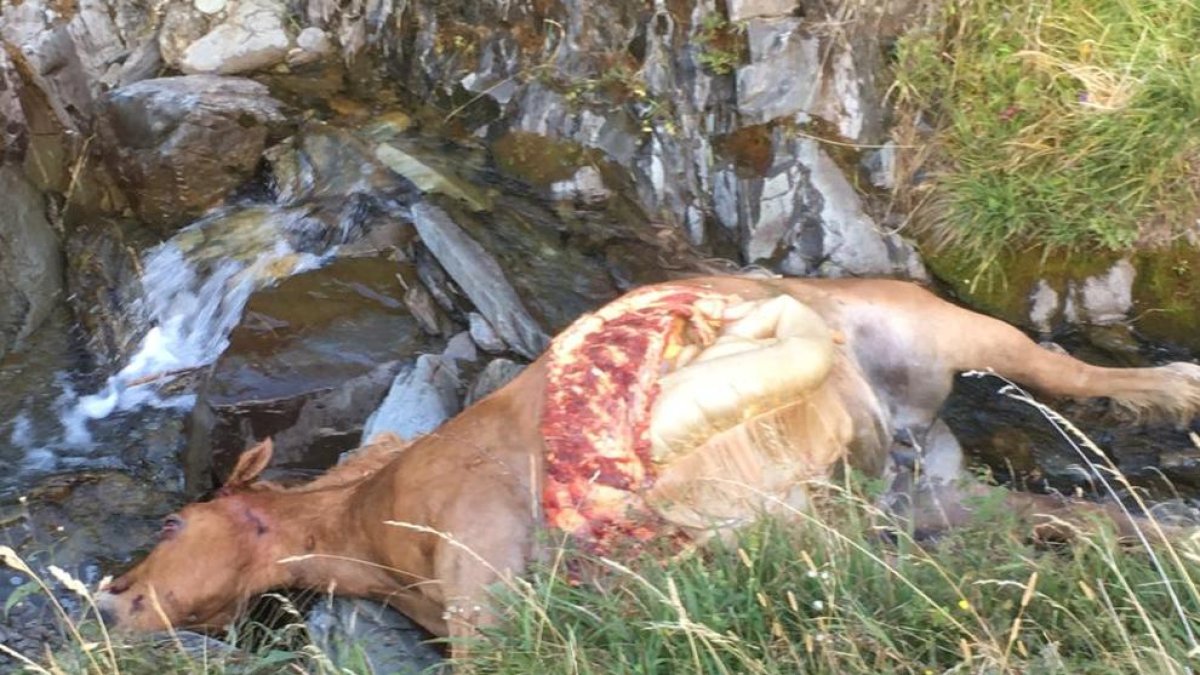 Los restos de la yegua muerta en el nuevo ataque de Cachou.