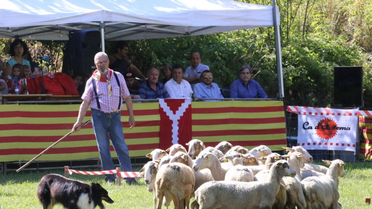 Concurso de perros pastores en Llavorsí en una imagen de archivo.