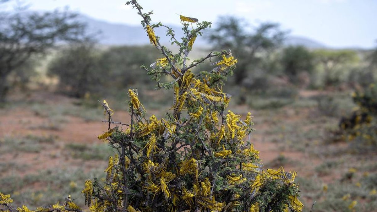 La plaga de llagostes del desert arrasa camps i arriba al Sudan del Sud