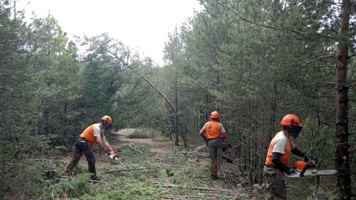 Operaris treballant en la neteja de la massa forestal.