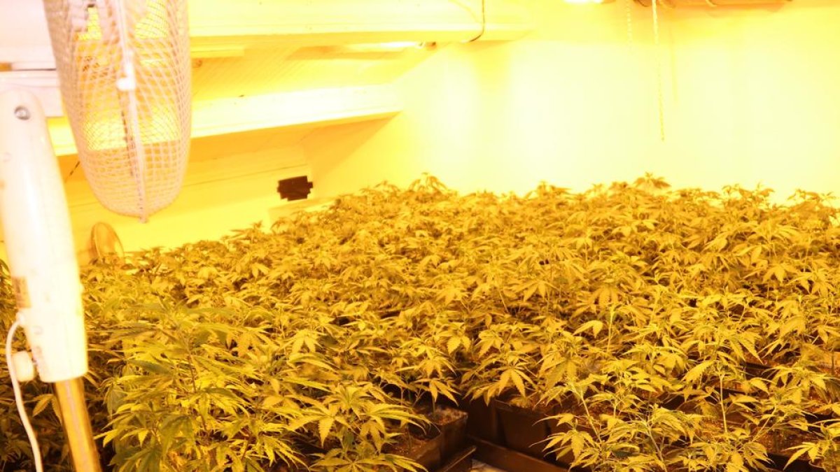 Dos detenidos en Torregrossa por cultivar 2.000 plantas de marihuana