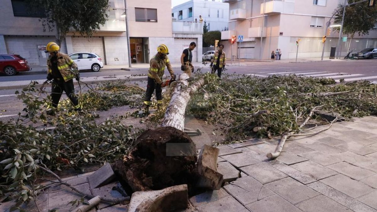 El árbol caído en Prat de la Riba ocupó dos carriles de la calle.