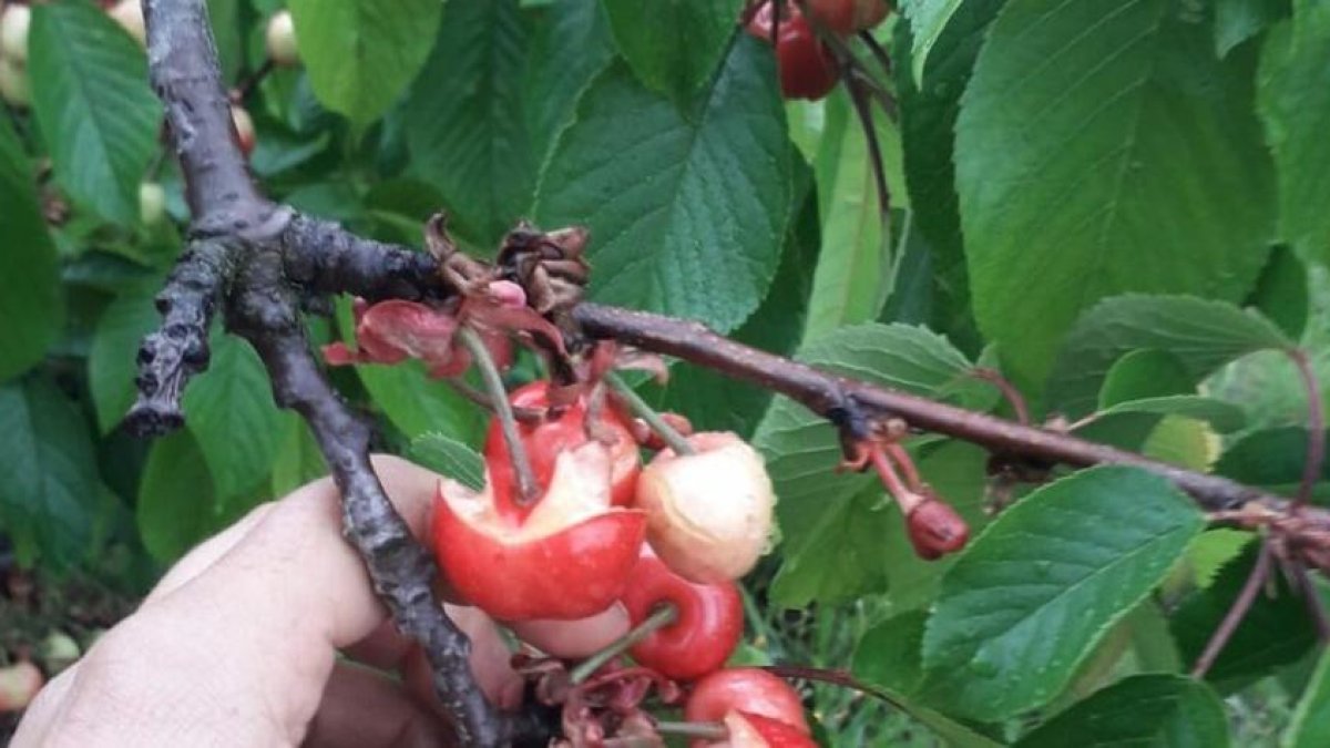 Imagen de cómo han quedado cerezas tras las intensas lluvias caídas desde el domingo.