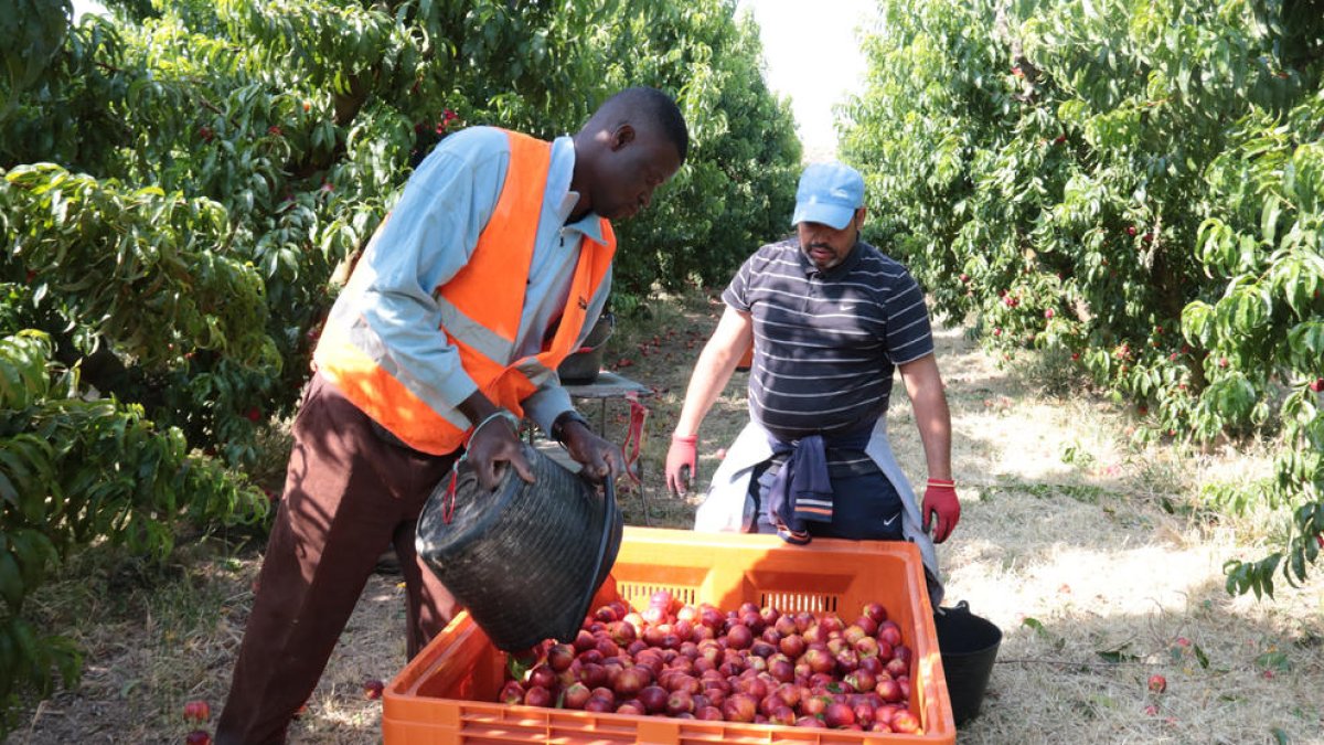 La fruta de Lleida es valorada en el mercado británico, como estas nectarinas recogidas el pasado verano en una finca de Soses.