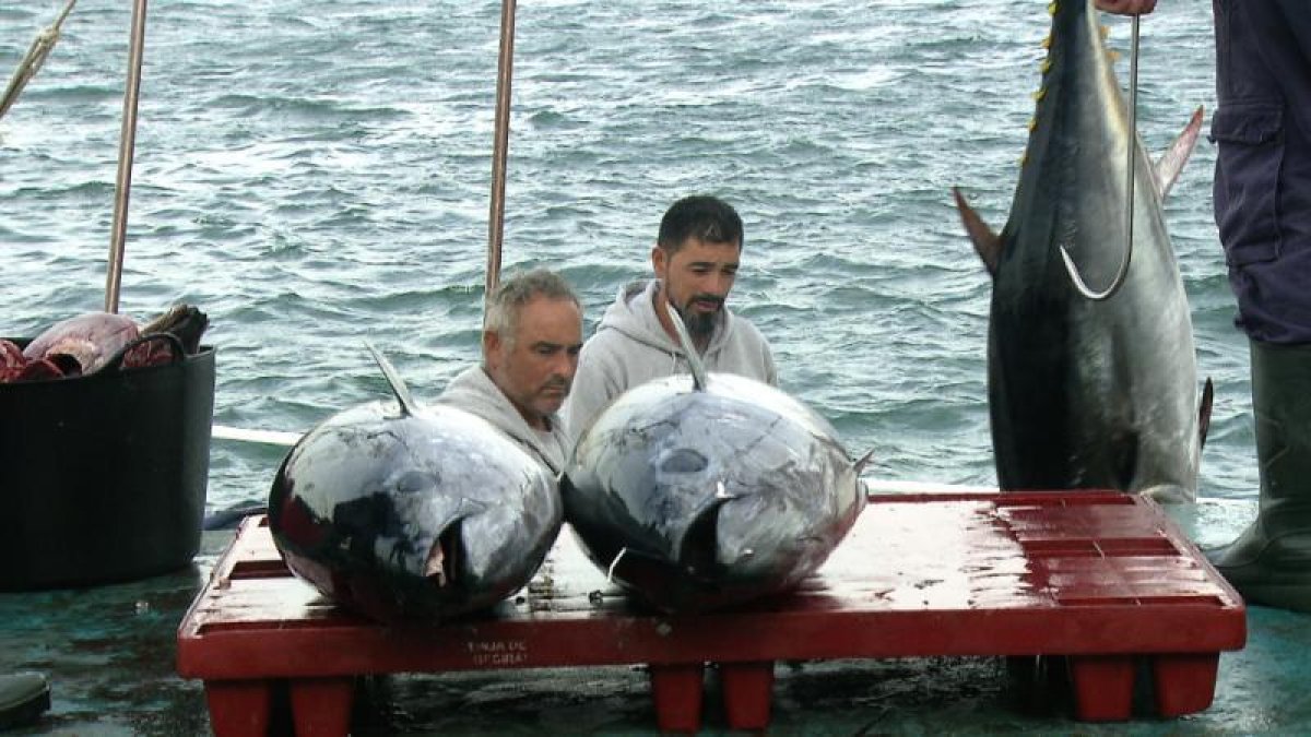 Atún rojo, en ‘El escarabajo 