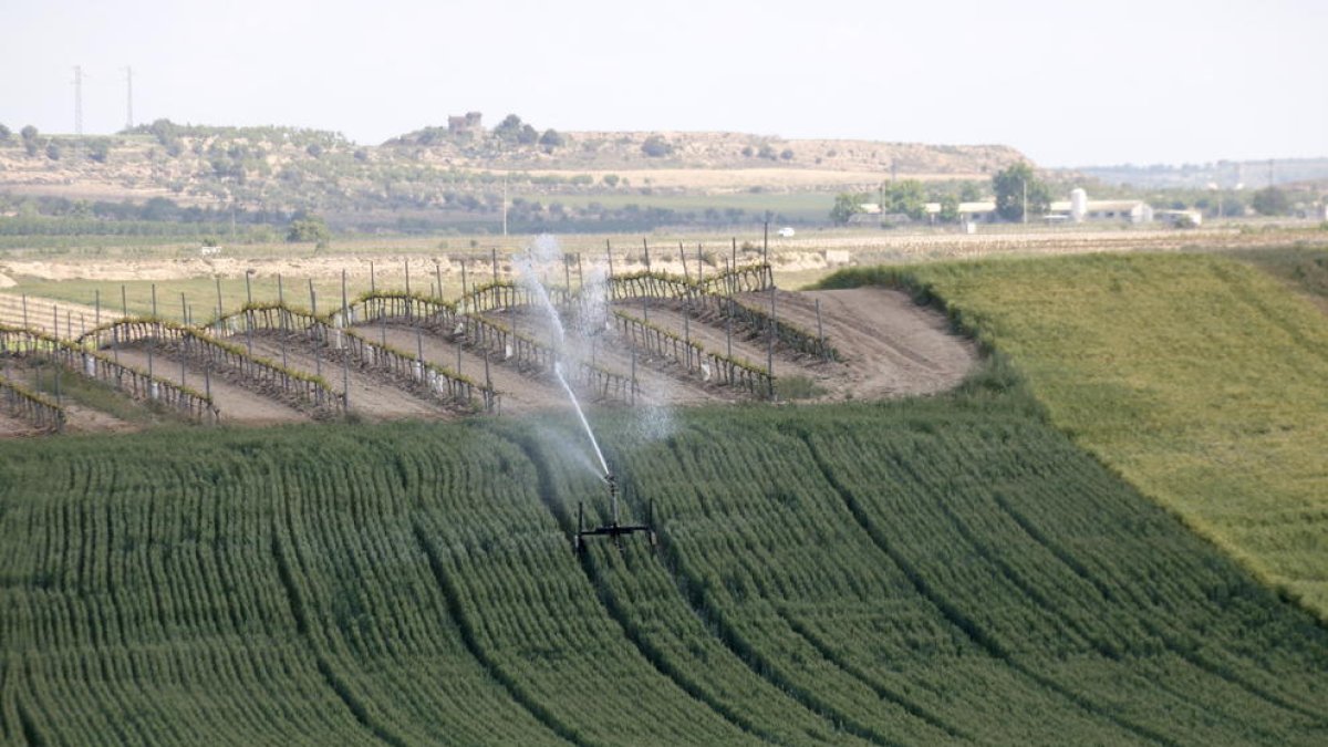 Imagen de archivo de una finca regando del canal Segarra-Garrigues en Tàrrega.