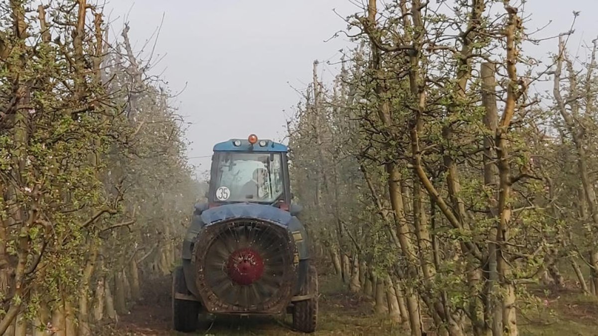 Treballs d’ensulfatat de fruiters, ahir en una finca de l’Horta de Lleida.