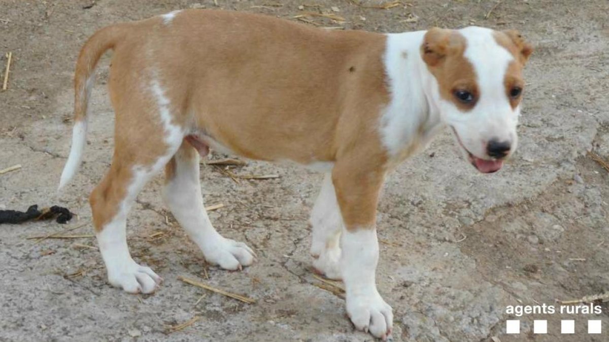 Uno de los animales mutilado y rescatado por Rurales. 