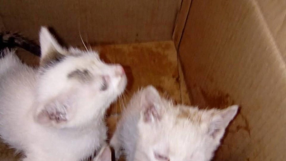Imagen de los cuatro gatos rescatados. 