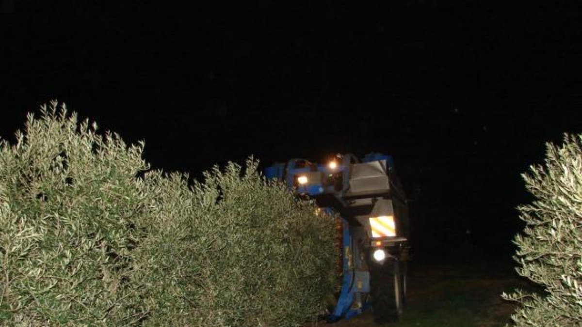 Imatge d’arxiu de la recol·lecció nocturna d’olives.