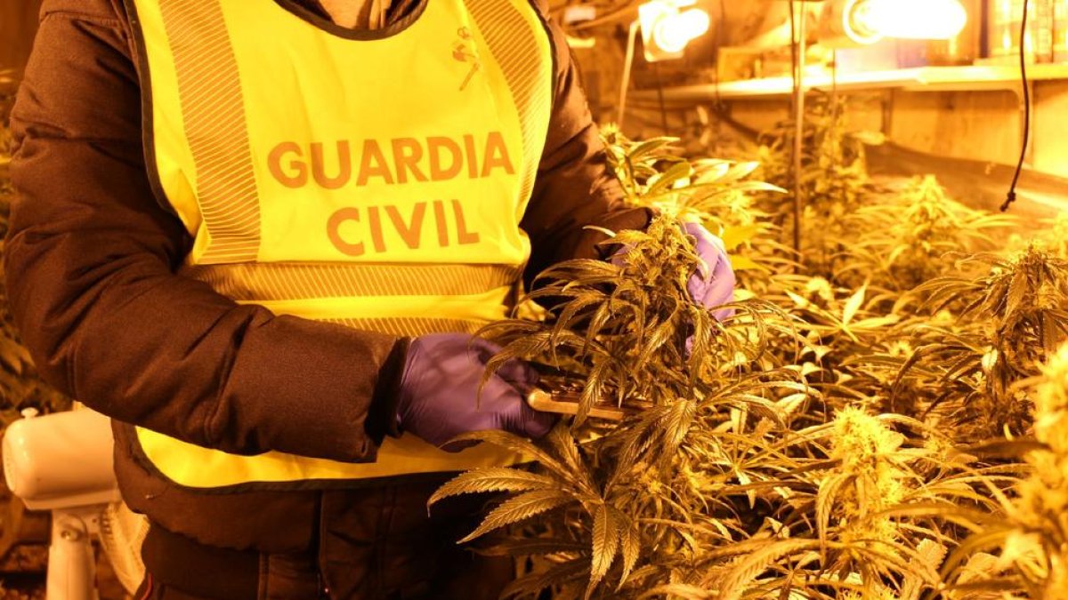 Foto de archivo de un decomiso de marihuana en Lleida.