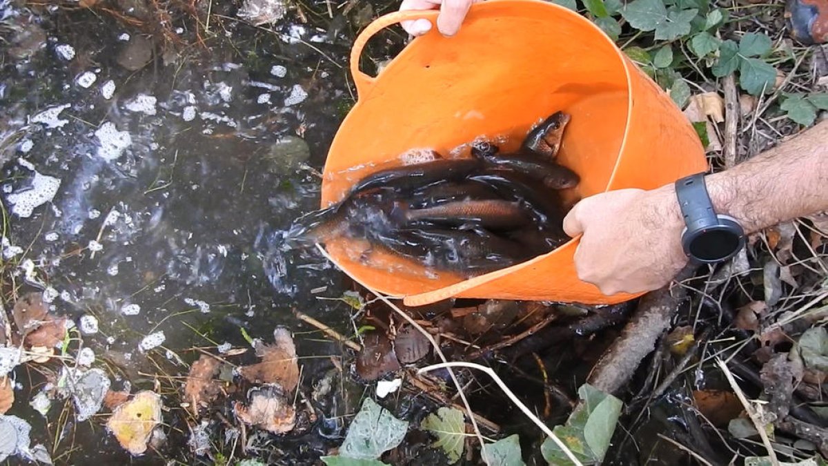 Un moment de l’alliberament de peixos autòctons al riu.