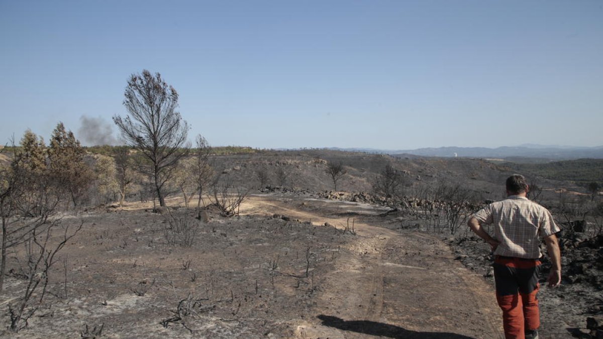 El gran incendi de l’Ebre - Un agricultor de Maials, en una finca arrasada pel gran incendi de l’Ebre en aquest municipi, on el foc va devastar unes 900 hectàrees d’oliveres i ametllers l’estiu passat.