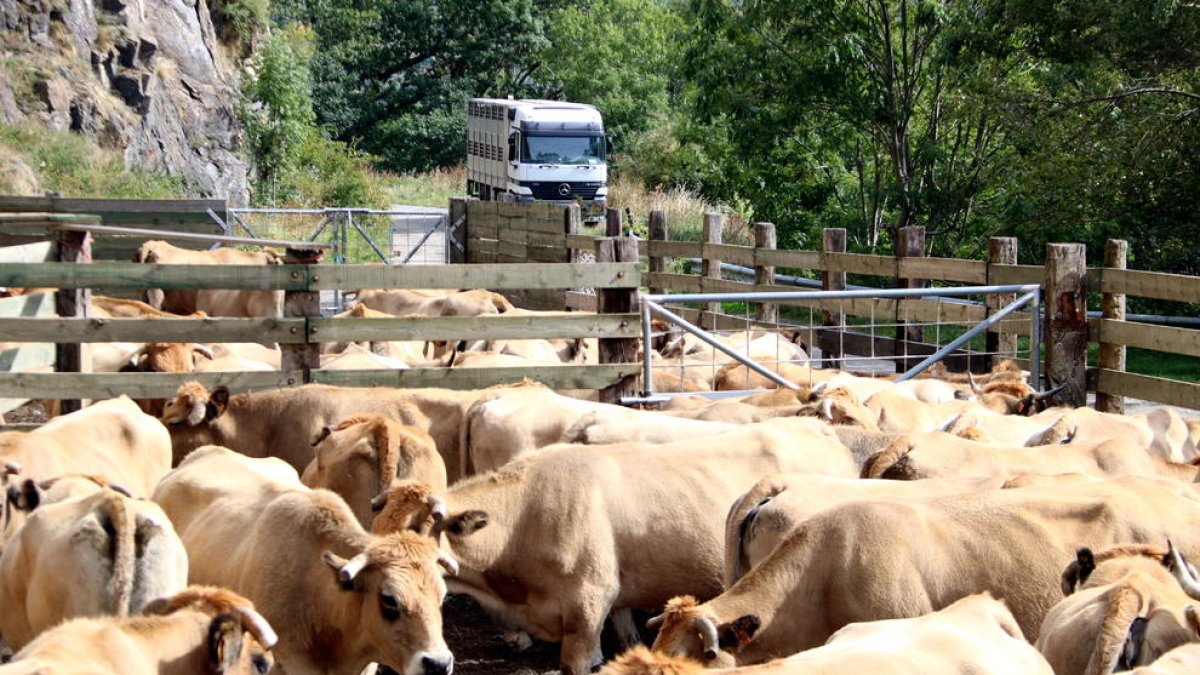 Un ramat de vaques, a l'espera de ser carregat en un camió.