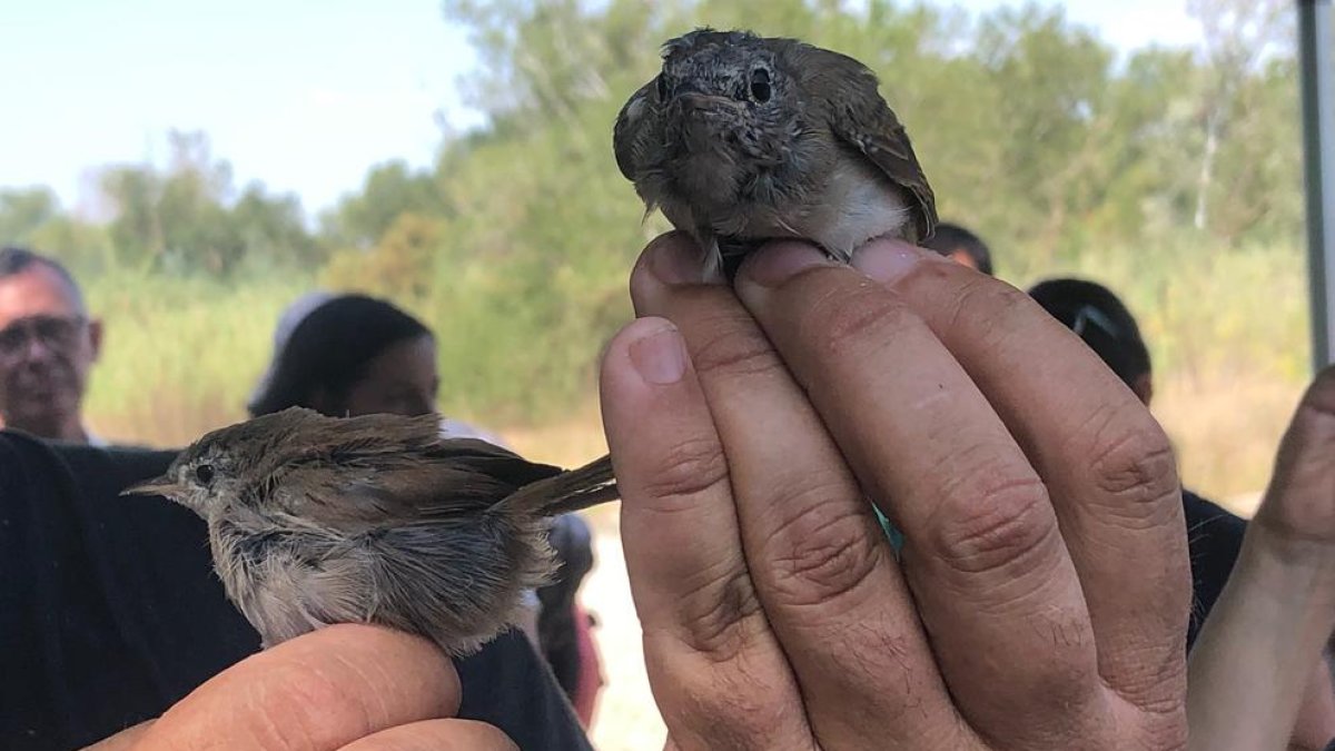 La jornada d’anellatge va reunir més d’una trentena de persones, que van poder observar de prop aus que habiten la ribera del Segre.