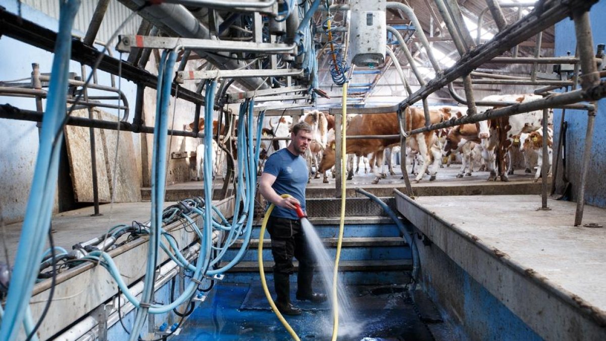 Un ganadero escocés desinfectando ayer la sala de ordeño de una granja.