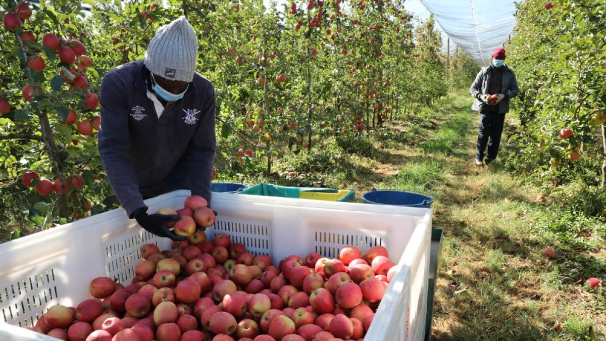 Los productores de Lleida han iniciado esta semana la cosecha de la manzana Pink Lady.