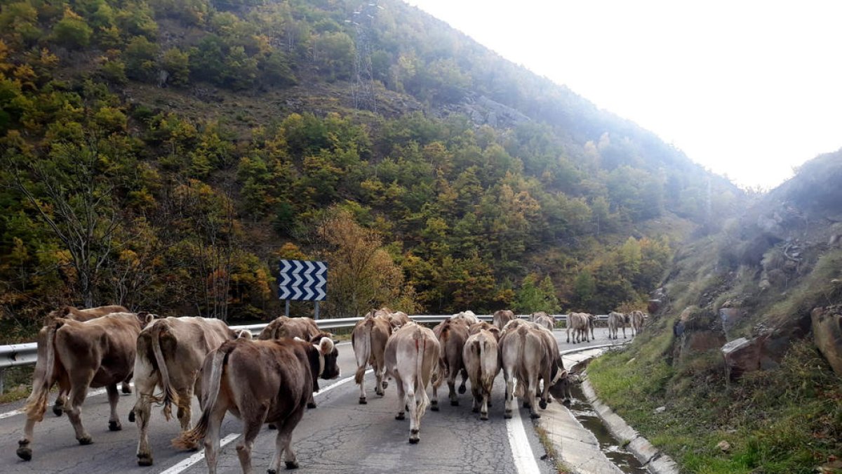 Imatge de vaques baixant de la muntanya a Lladorre.