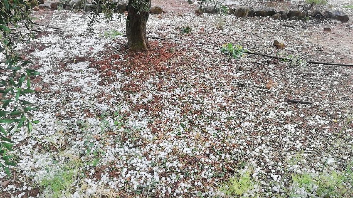 Hojas, aceitunas y pedrisco al pie de uno de los olivos afectados por el pedrisco en Bovera. 