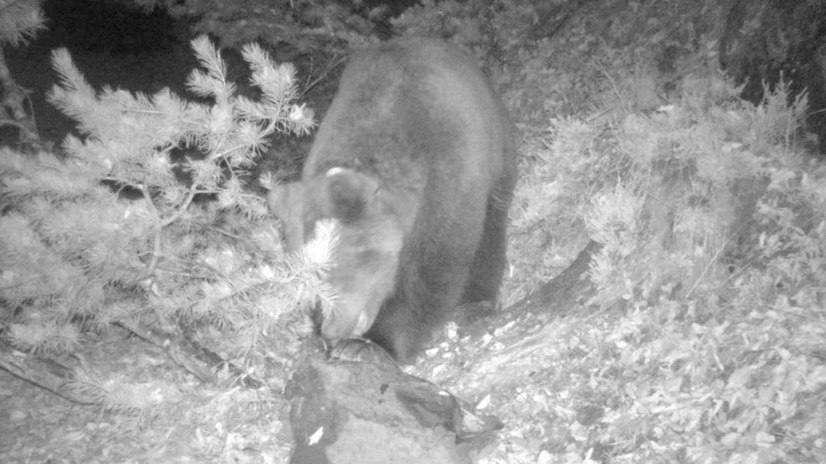 Fotografía nocturna del oso Cachou, captada por una cámara automática el pasado mes de octubre.