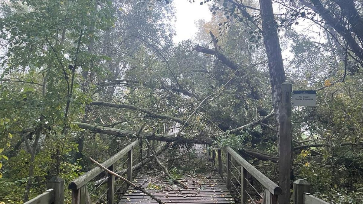 Cau un arbre de grans dimensions sobre un pont a la Mitjana