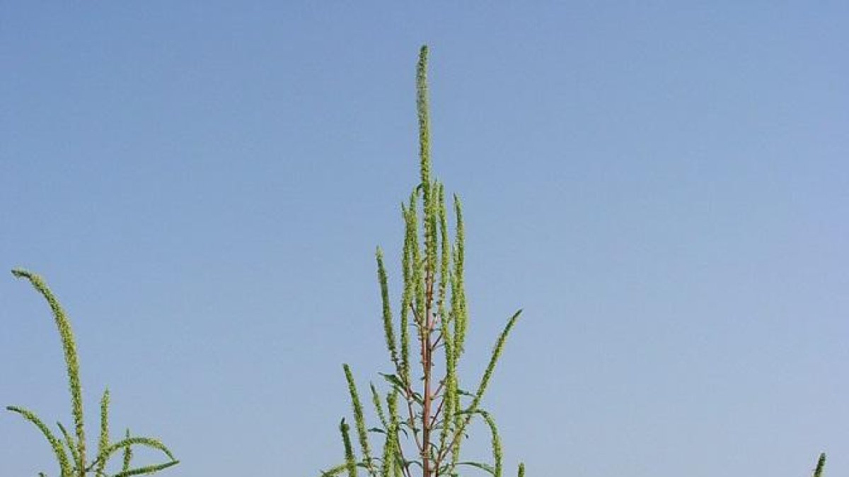 Una planta invasora resistent a herbicides infesta camps de panís de Lleida i Osca