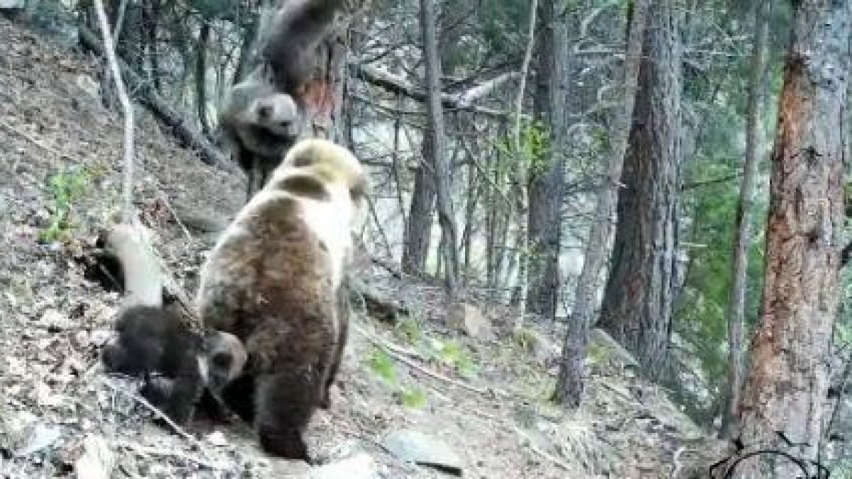 Primeras imágenes de oseznos esta temporada en el Pirineo