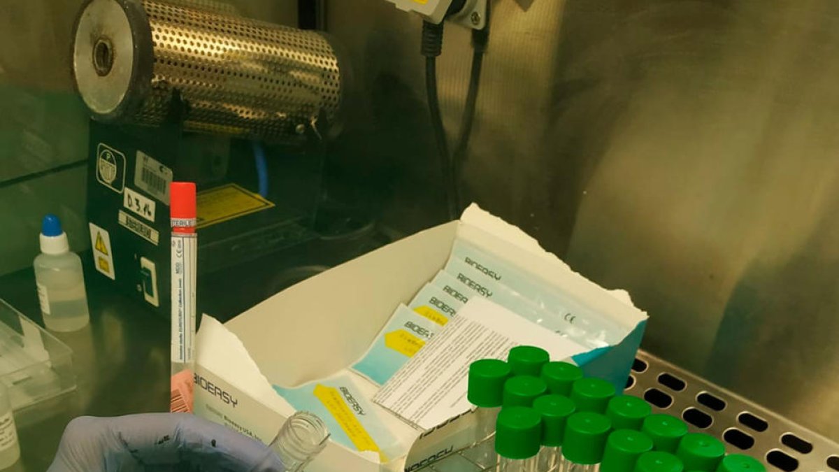 Análisis de pruebas PCR en el laboratorio de un hospital catalán.