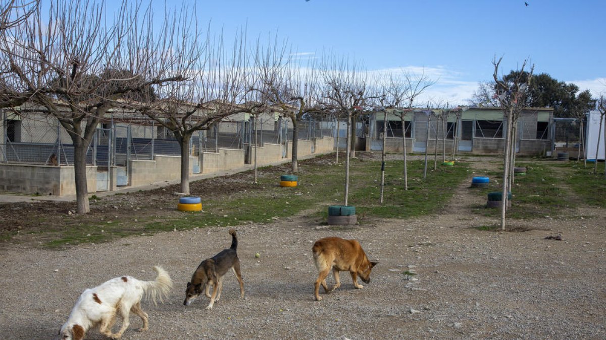 Instalaciones de la Protectora d’Animals de Tàrrega, que actualmente acoge a 60 perros.