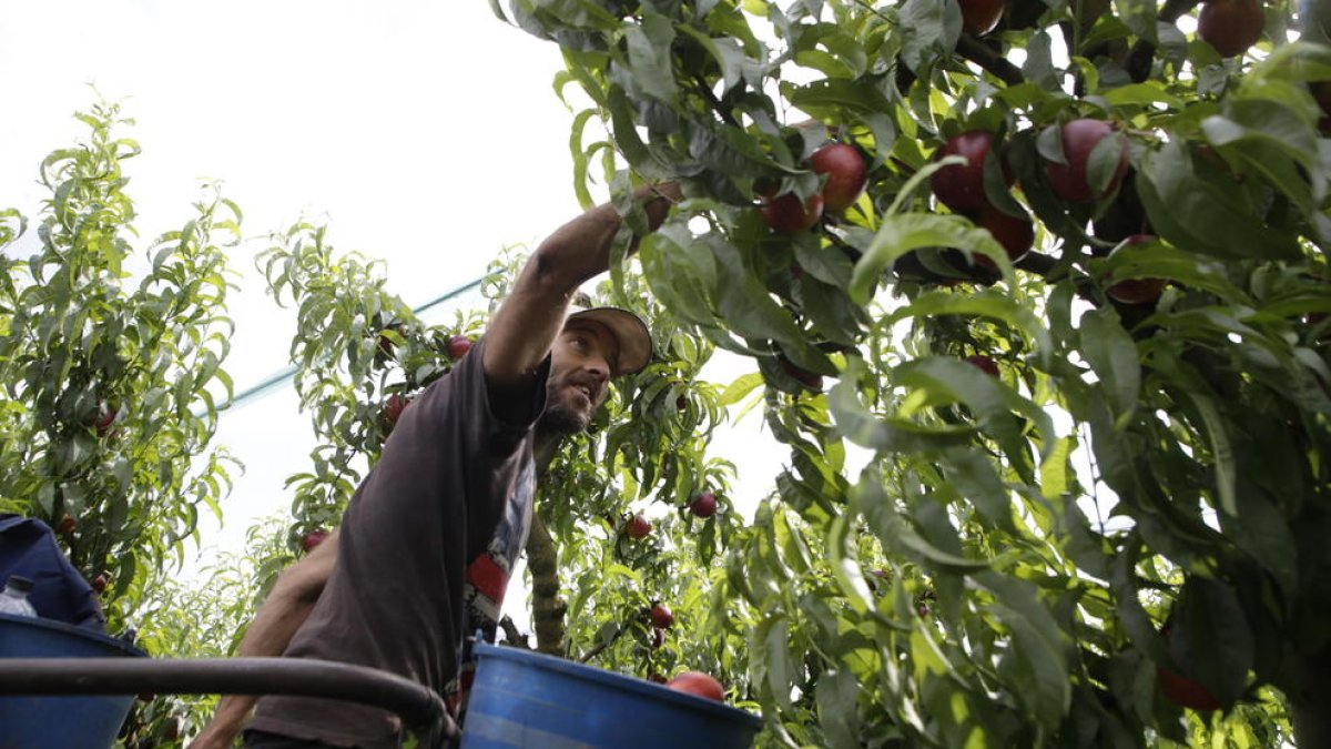 Imagen de archivo de la campaña de la fruta de hueso en Lleida.