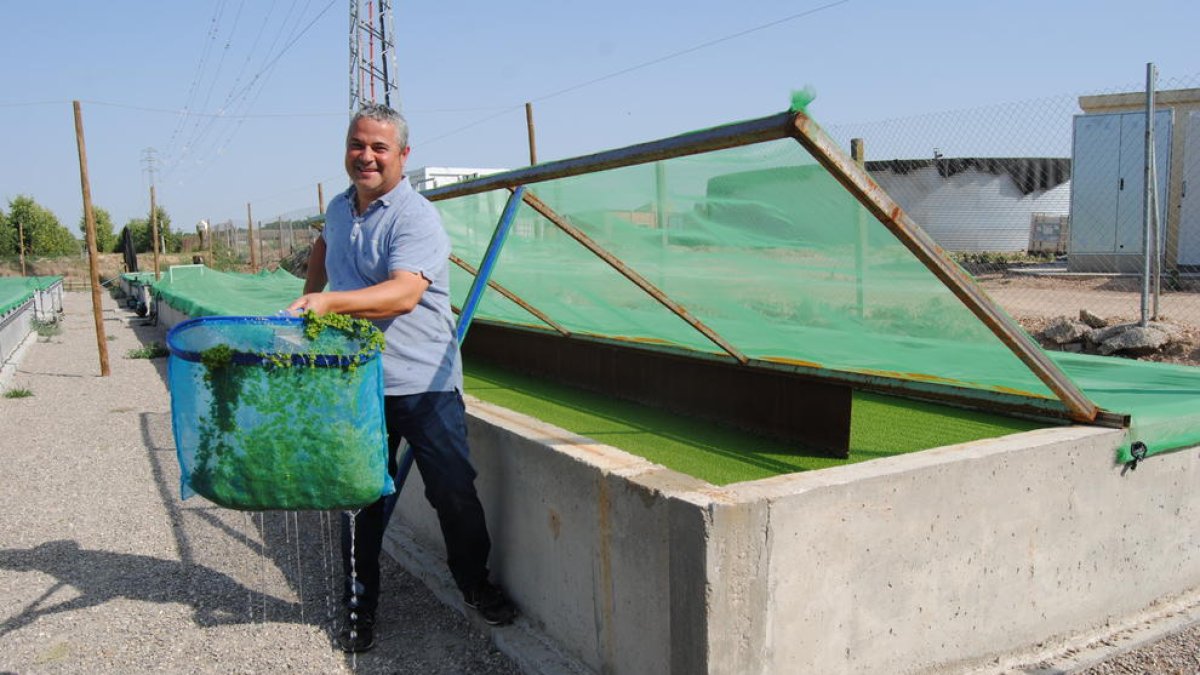 Àngel Porta, socio de la empresa, muestra las lentejas de agua en las instalaciones de Vila-Sana.