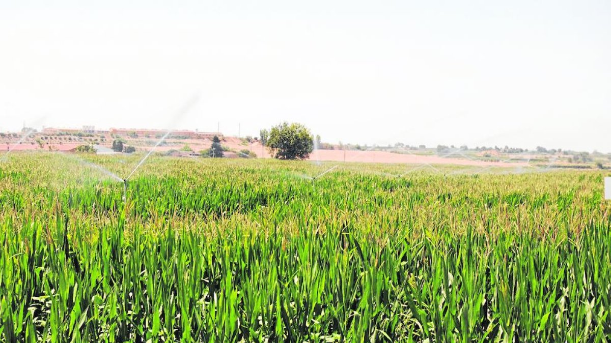 Imagen de una finca del Pla d’Urgell con los sistemas de riego a pleno rendimiento.