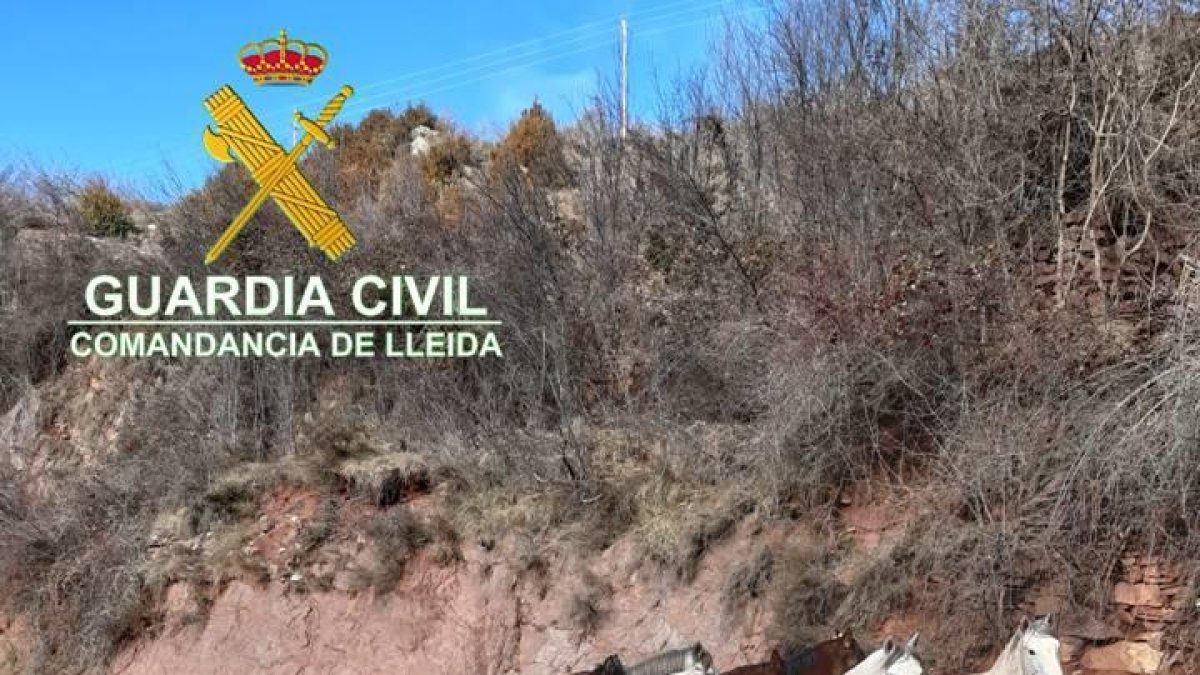 Denuncian una explotación ganadera de Soriguera por el mal estado de ocho caballos