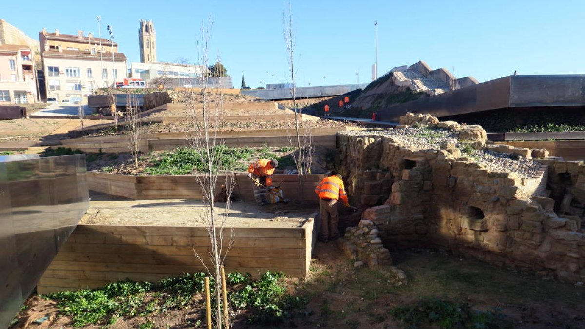 Operarios trabajando en el ajardinado de la zona del Call o barrio judío.