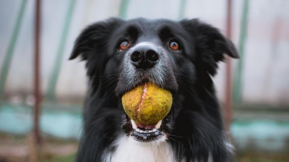 És possible que els gossos entenguin diferents llengües?