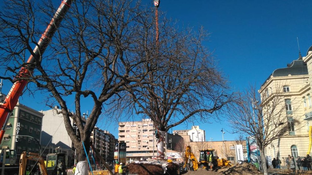 Gran expectación por el trasplante de los dos árboles frente a la estación de Lleida