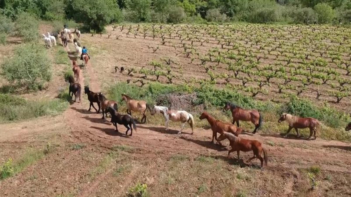 Un viaje con caballos, en La 2