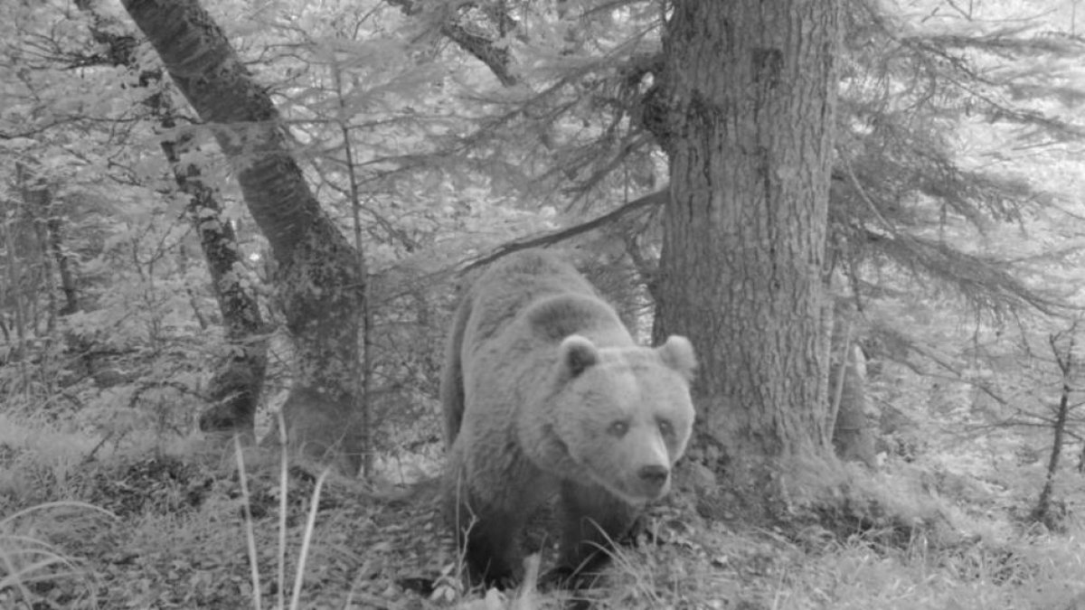 Imagen de archivo de un oso.