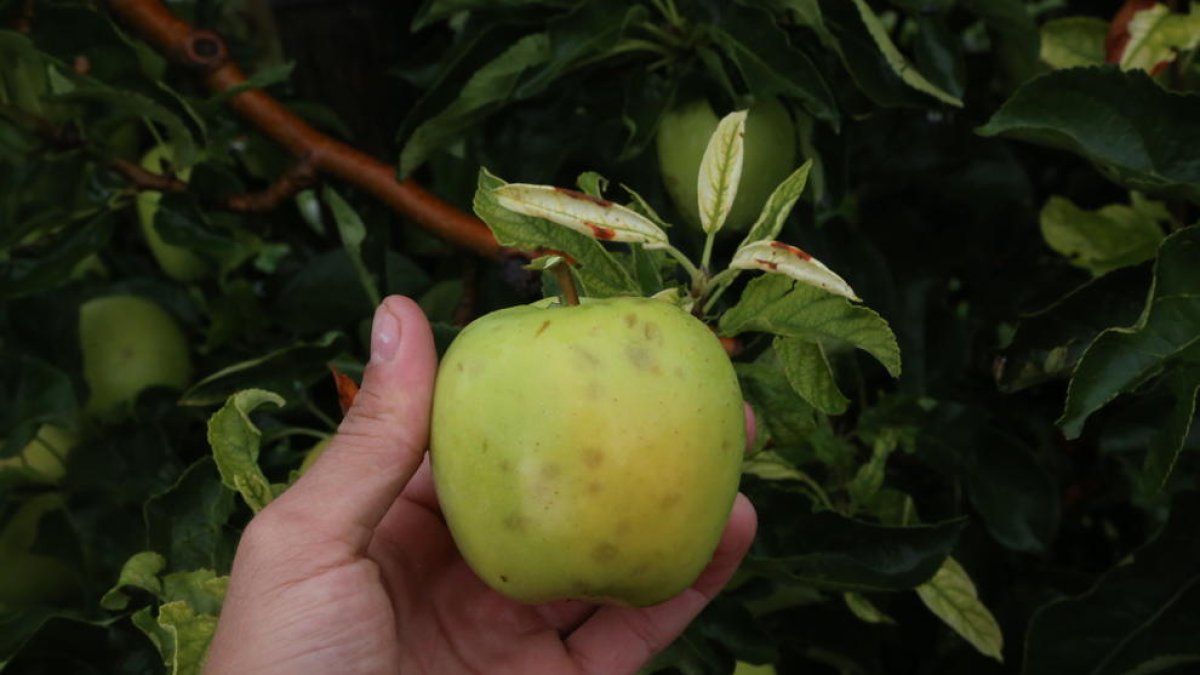 Detalle de una manzana de la variedad Golden dañada por el pedrisco del martes en Golmés.