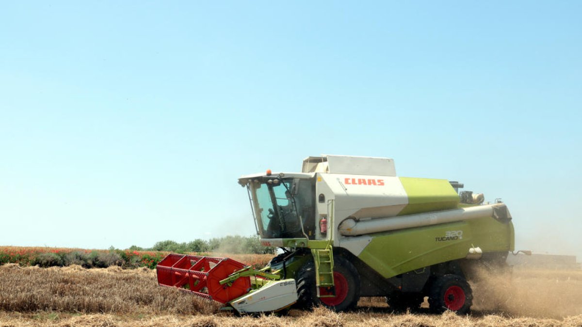 Una máquina recolectando cebada en un campo de Alfès en plena campaña.