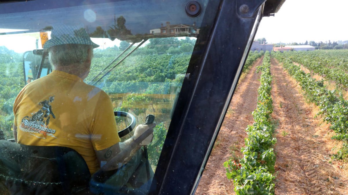 Imagen de un agricultor trabajando con el tractor en una finca de viñedos.